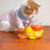 Duck Yellow